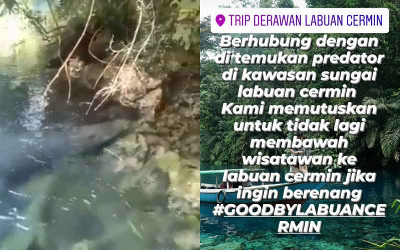  Buaya 4,7 Meter Ditemukan di Kawasan Wisata Labuan Cermin Berau