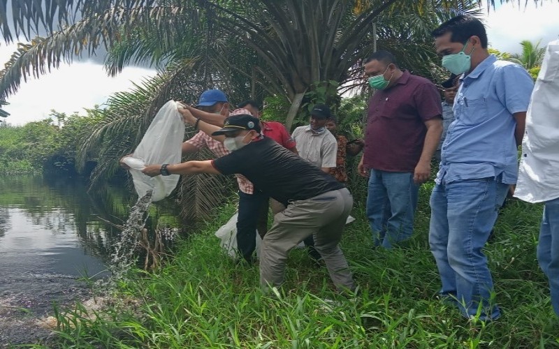 Lestarikan Lingkungan Riau, PTPN V Tebar Sejuta Bibit Ikan