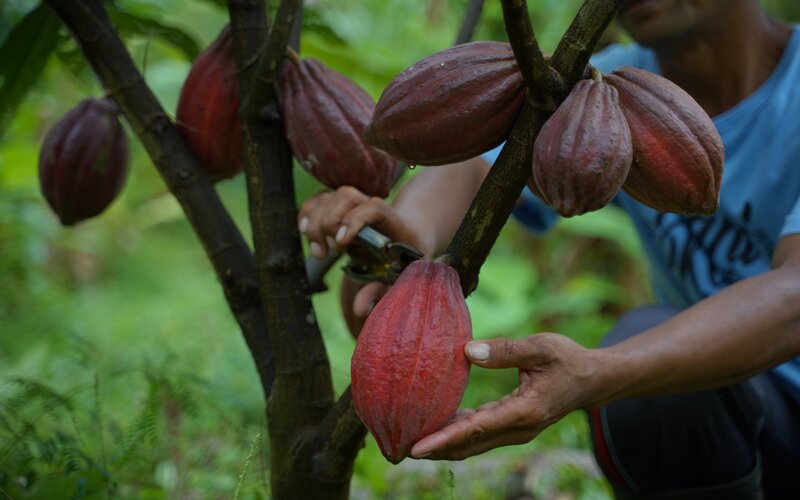  Biji Kakao Jembrana Laris Manis di Pasar Eropa, Jepang, dan AS