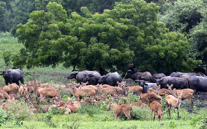  Kembali Dibuka, Taman Nasional Baluran Ramai Dikunjungi Wisatawan