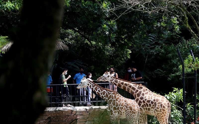  Awal Tahun, Kunjungan Wisatawan ke Kebun Binatang Bandung Mening Hingga 50 Persen