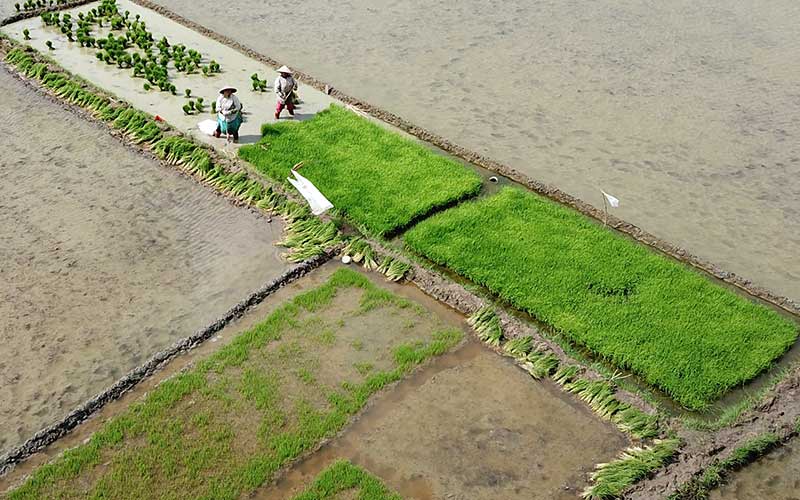  Nilai Tukar Petani Pada Desember 2021 Meningkat 1,08 Persen