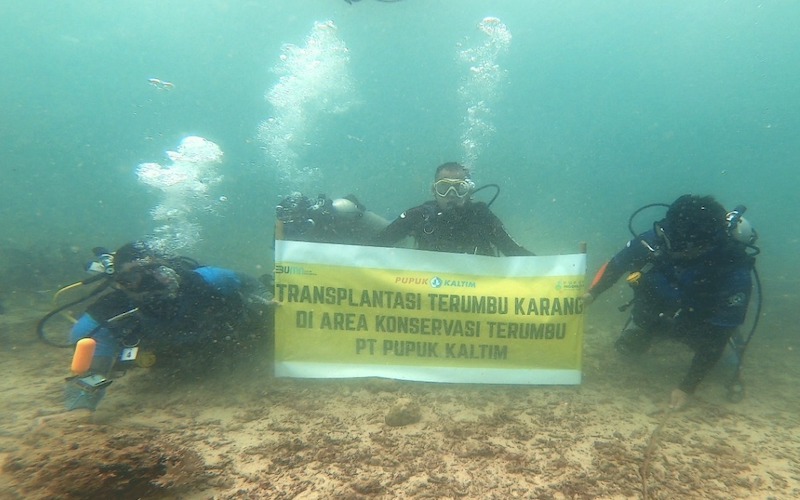  12 Tahun Berjalan, Program Rehabilitasi Terumbu Pupuk Kaltim Jadi Rumah Ternyaman Puluhan Spesies Ikan di Bontang