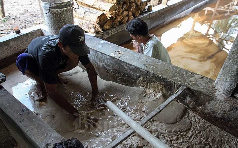  Sentra Pengolahan Sagu di Bogor Mempu Membuat Tepung Sagu Sebanyak 1 Kuintal Per Hari