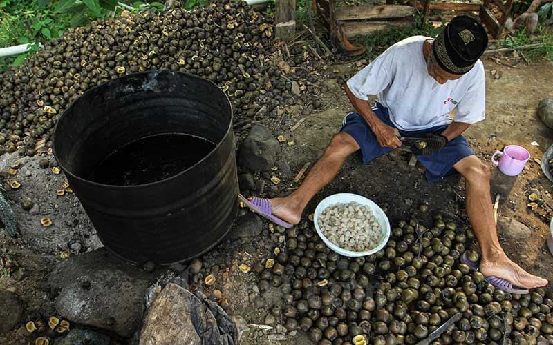  Warga di Desa Banyuasin Bogor Menjadi Petani Kolang Kaling Sebagai Sumber Mata Pencaharian