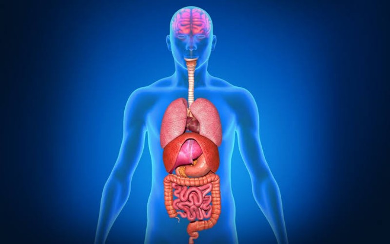 Ilustrasi organ tubuh manusia