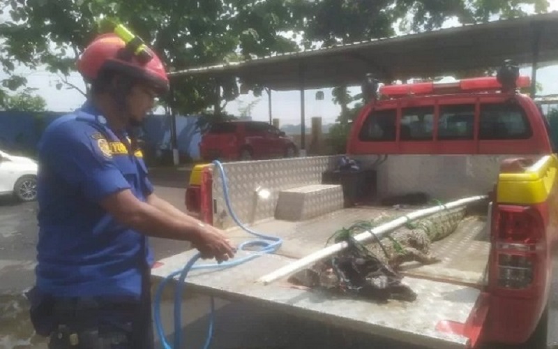  Buaya 2,5 Meter Ditangkap Warga di Sungai Kuripan Pekalongan, Ini Ceritanya