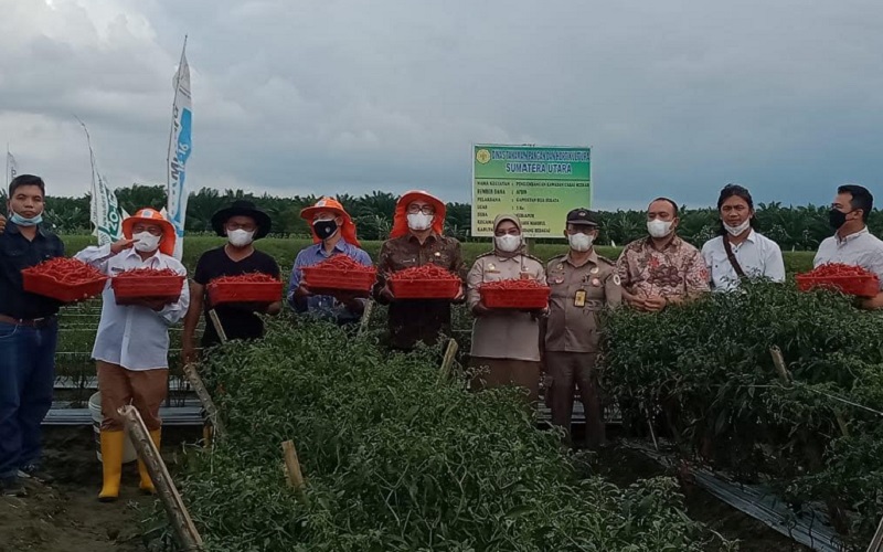  Petani Serdang Bedagai Panen Raya Bawang Merah Hingga 12,5 Ton per Hektare