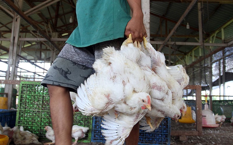  Kurangnya Pasokan, Harga Ayam Potong di Padang Alami Kenaikan