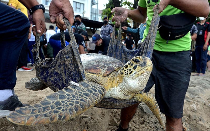  Puluhan Penyu Hijau Hasil Penggagalan Penyelundupan Dilepasliarkan di Bali