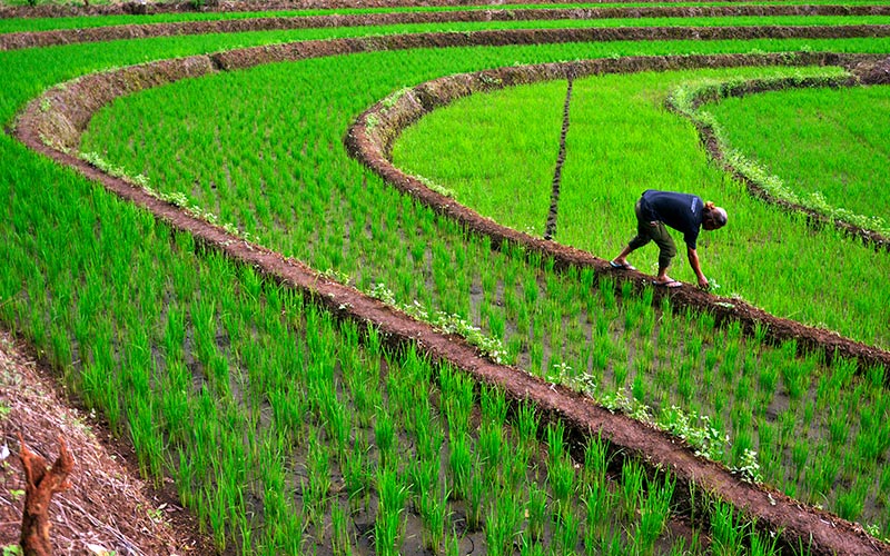  Kementan Targetkan Produksi Padi Pada 2022 Mencapai 55,20 Juta Ton