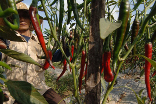  Harga Cabai Merah di Tingkat Petani Murah, Begini Solusi Pemprov Sumatra Utara