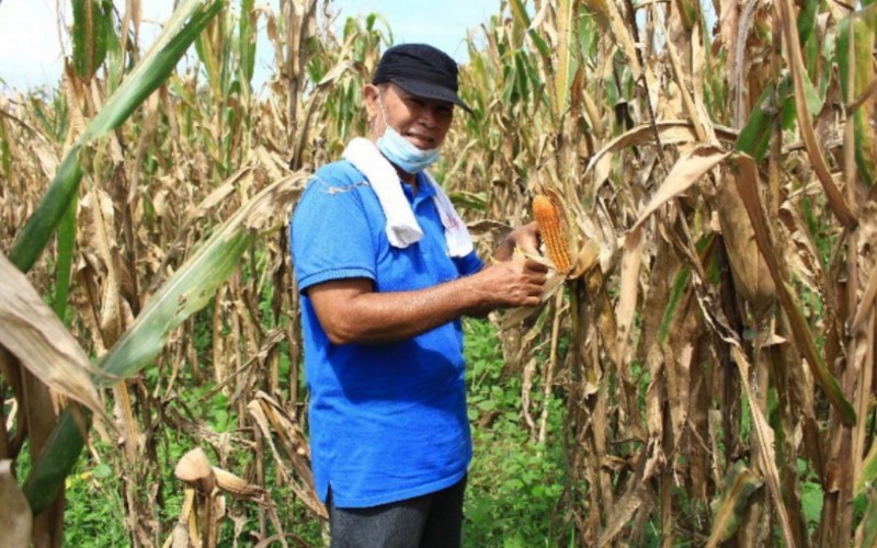  Sumbar Targetkan Ribuan Hektare Lahan Tidur Ditanami Jagung