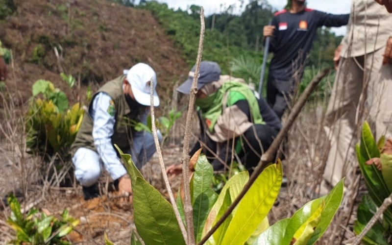  PTPN V Lakukan Reboisasi Hutan Lindung Bukit Suligi Rokan Hulu 
