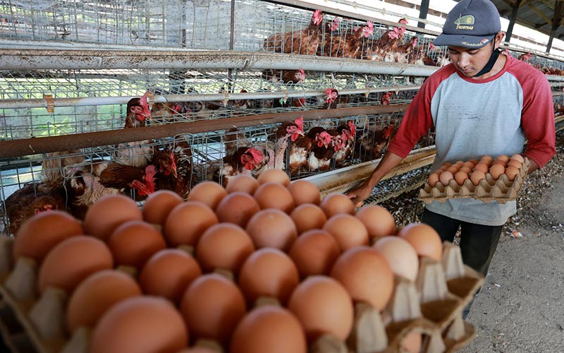  Harga Telur Ayam Ras Mulai Merangkak Naik Akibat Tingginya Permintaan dan Naiknya Harga Pangan