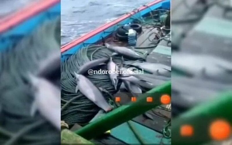  Viral Lumba-lumba di Kapal Nelayan Pacitan, Ini Ancaman bagi Pelaku