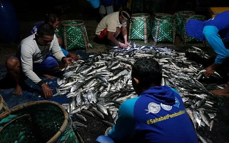 Kelompok Pembudidaya Ikan Sido Maju Jaya Sakiyanto Desa Ujung Watu, Kecamatan Donorojo, Kabupaten Jepara, Jawa Tengah, saat panen perdana ikan bandeng./Antara-BBPBAP Jepara.