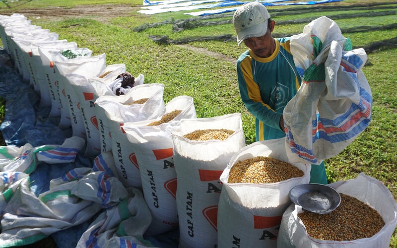 Petani mengemas jagung kering ke dalam karung di Papalang, Mamuju, Sulawesi Barat, Kamis (13/1/2022). Harga jagung di tingkat petani di daerah tersebut mengalami kenaikan dari Rp4.000 per kilogram menjadi Rp5.200 per kilogram karena sedikitnya produksi panen dan meningkatnya permintaan untuk kebutuhan peternak ayam./Antara-Akbar Tado.