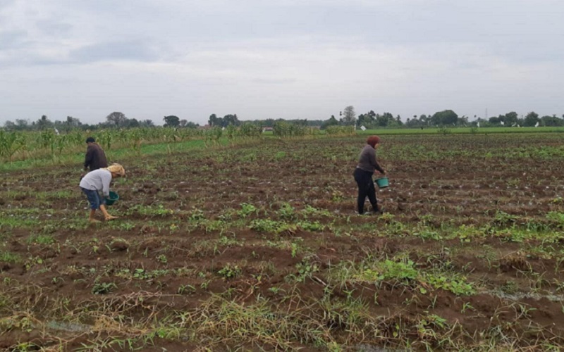  Harga Pupuk Nonsubsidi Melambung, Petani: Kalau Cabai Mahal Pemerintah Jangan Banyak Omong