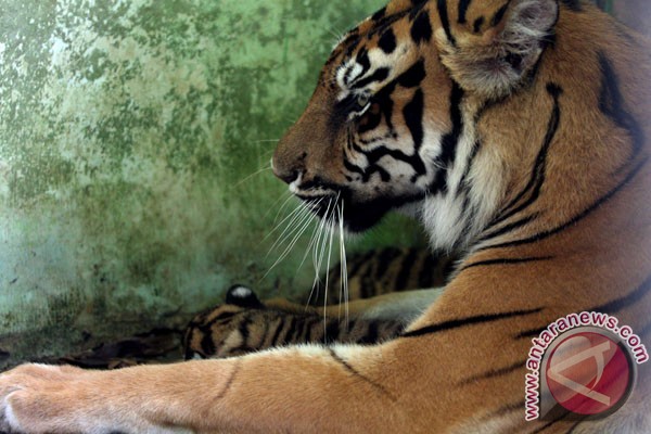 Viral Video Harimau Sumatera Hadang Eskavator di Perkebunan Sawit, BKSDA: Habitatnya Terganggu