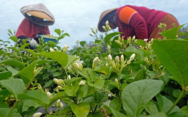  Petani di Batang Jawa Tengah Budidayakan Melati Untuk Campuran Teh dan Bahan Parfum