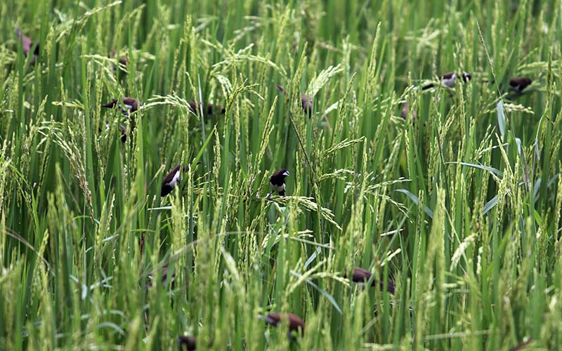  Diserang Hama Burung Pipit, Hasil Panen Padi Petani di Jawa Timur Menurun