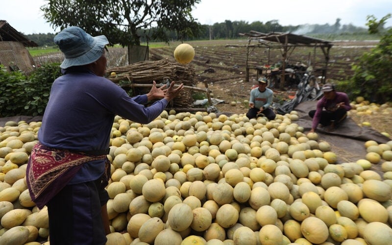  Banyuwangi Bakal Kembangkan Lahan Pertanian Organik 500 Ha