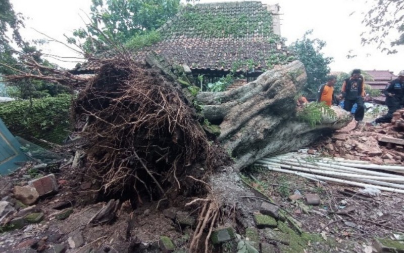  Angin Kencang di Kabupaten Cirebon Robohkan Pohon Raksasa Makam Keramat Talun