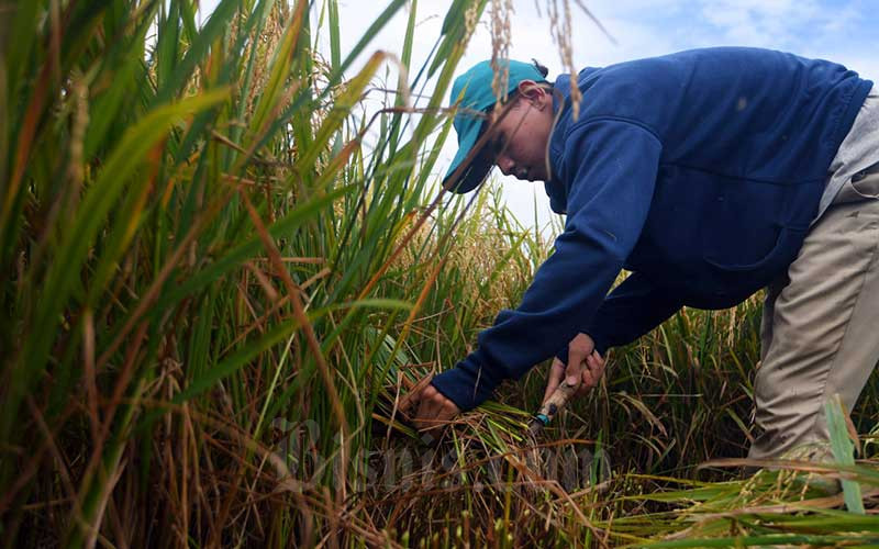 Petani memanen padi di sawah garapannya Jawa Timur, Sabtu (11/4/2020). Bisnis/Abdurachman