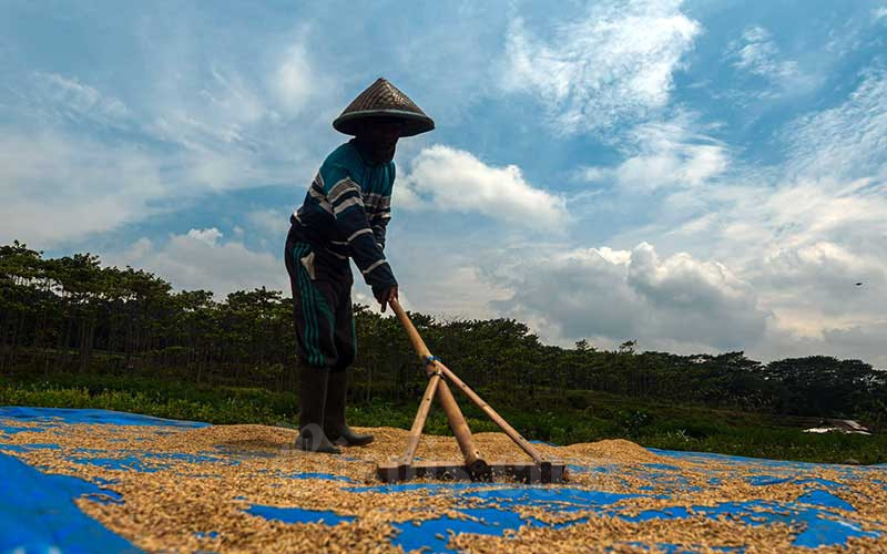  Selama 2021, Perum Bulog Telah Merealisasikan Penyerapan Beras Dalam Negeri Sebanyak 1,2 Juta Ton