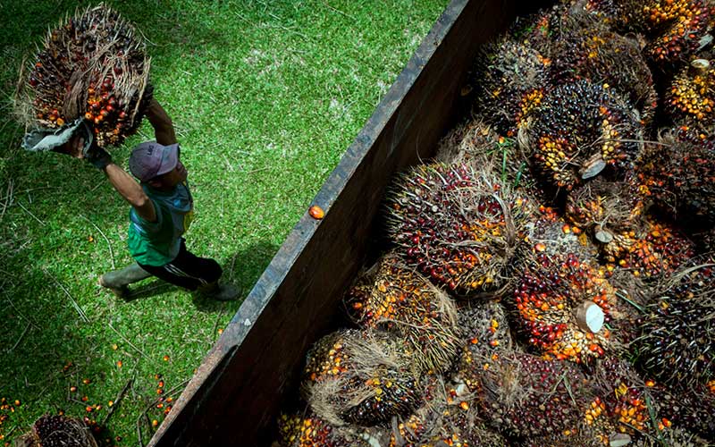 Pekerja memanen kelapa sawit di Desa Rangkasbitung Timur, Lebak, Banten, Selasa (22/9/2020). ANTARA FOTO/Muhammad Bagus Khoirunas