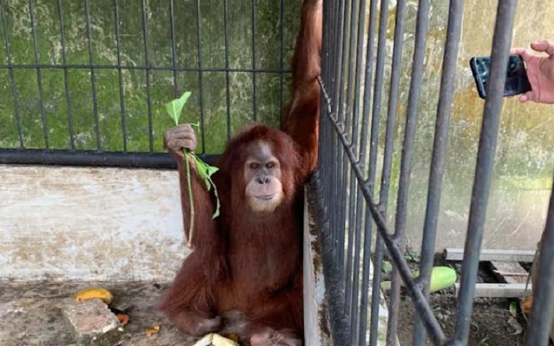  7 Satwa Langka Dievakuasi dari Rumah Bupati Langkat Nonaktif