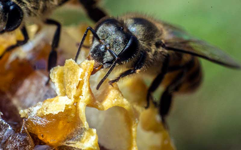  Peternak Lebah Madu (Apis cerana) Rumahan di Banten