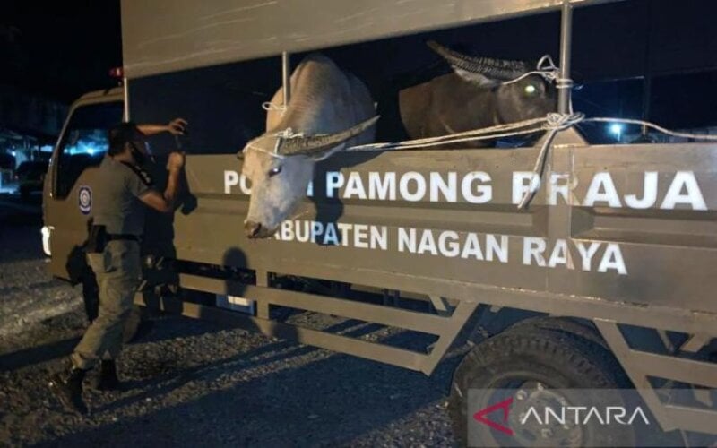 Pemilik Ternak yang Dilepasliarkan di Nagan Raya Bakal Didenda