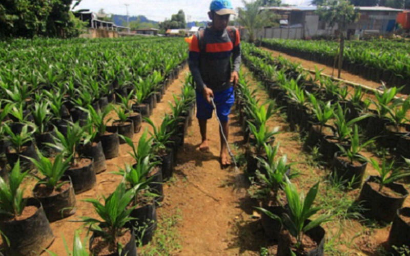  Sumbar Targetkan Replanting Sawit 8.000 Ha Tahun 2022