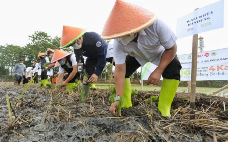  Terapkan IP 400, Produksi Padi di Kota Bandung Diproyeksikan Meningkat 100 Persen