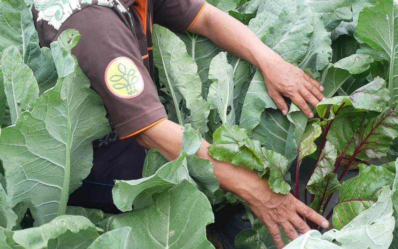  Pembiayaan UMi Mekarkan Usaha Pertanian di Kendal