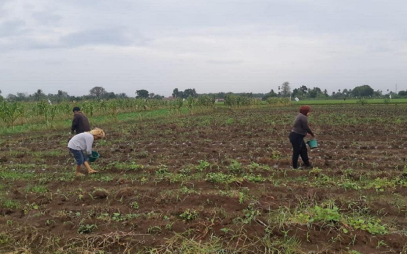  Impor Pupuk Sumatra Utara Terus Meningkat, Tapi Harga Tetap Mahal