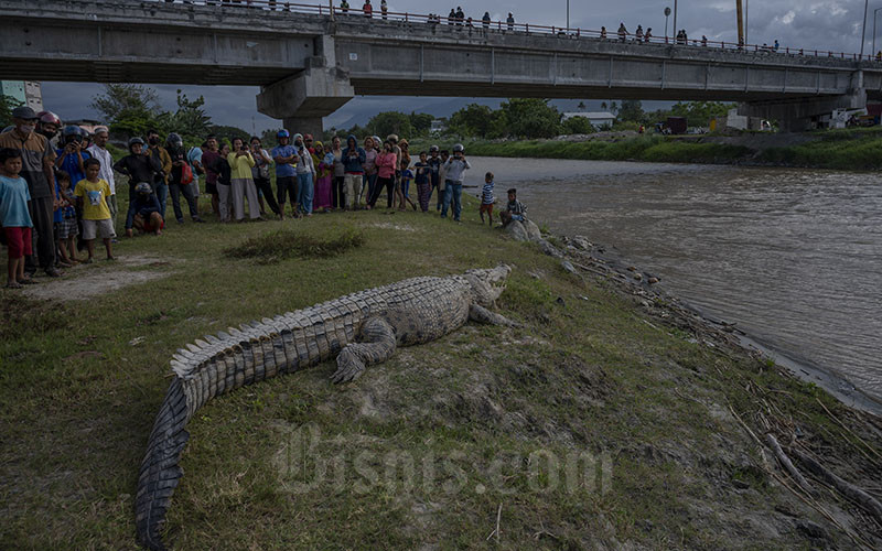  Buaya Ukuran Besar Berjemur Jadi Tontonan Warga