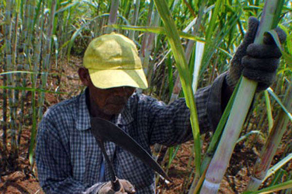  Pakai Pupuk Palsu, Petani Tebu Rugi Ratusan Juta Rupiah