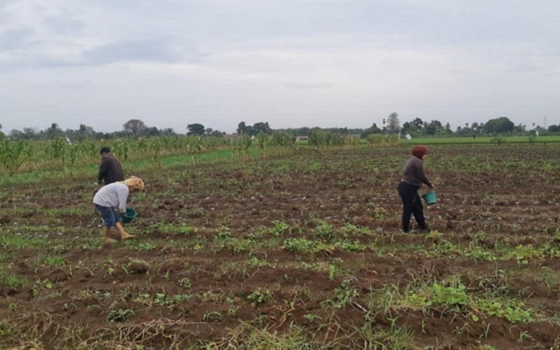  Gawat! Pupuk Palsu Diduga Juga Beredar di Sumut, Petani Heran Produksi Padi Menurun