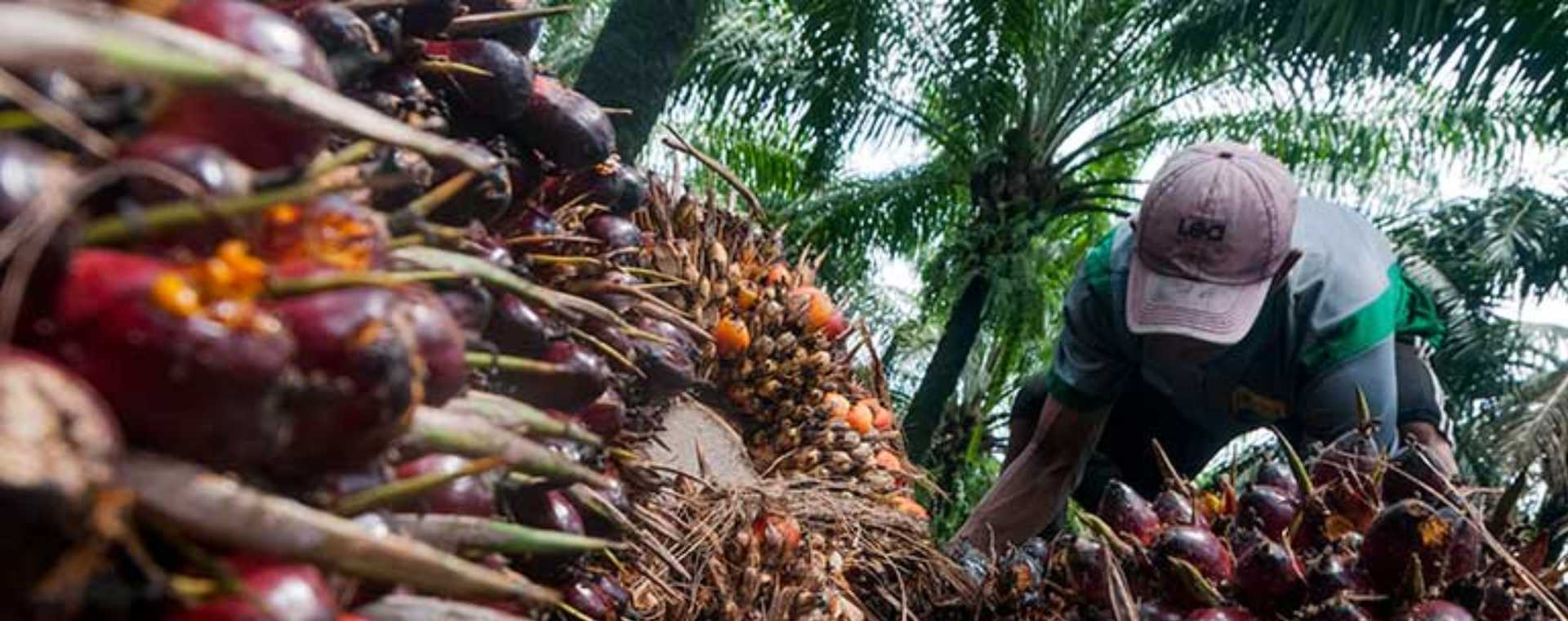  Jalan Panjang Menuju Insentif untuk Label Hijau Sawit