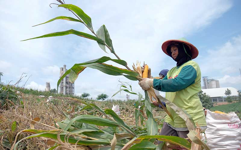  Semen Gresik Fasilitasi 361 Petani Sanggem untuk Menggarap Lahan Seluas 119,25 hektar Milik Semen Gresik di Rembang Jawa Tengah