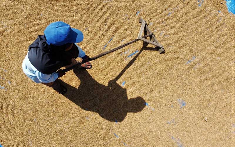  Pupuk Subsidi Terbatas, Pemerintah Diminta Cari Jalan Keluar