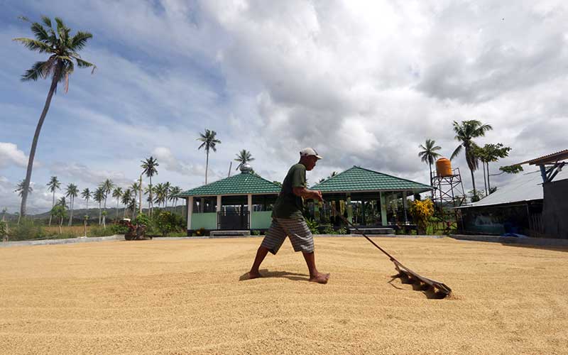  Kelompok Tani Lamuta III di Gorontalo Jadi Percontohan Pengembangan Padi Organik