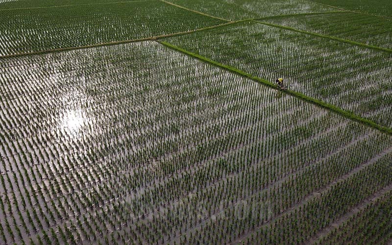  Produsen Sebut Penerapan Neraca Komoditas untuk Pupuk Belum Urgen