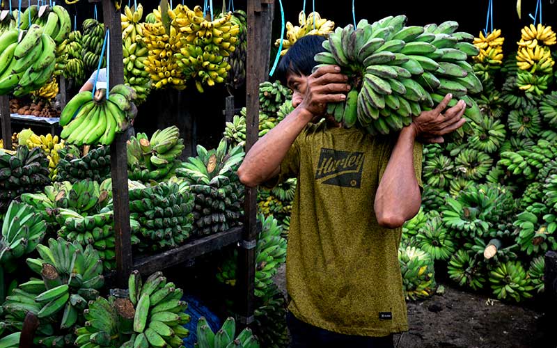  Kementan Siap Kembangkan 71 Kawasan Hortikultura Buah Pisang Untuk Tujuan Ekspos