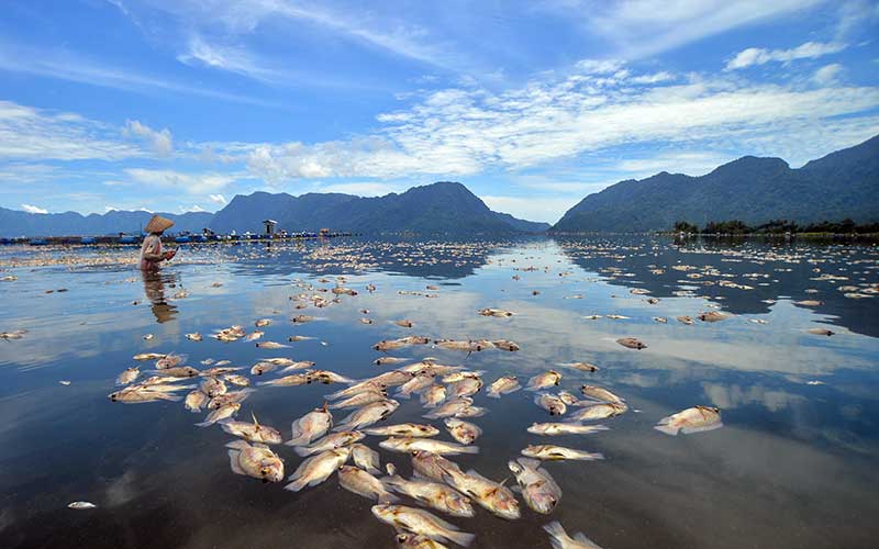  Ratusan Ton Ikan Karamba di Danau Maninjau Mati Akibat Cuaca Buruk