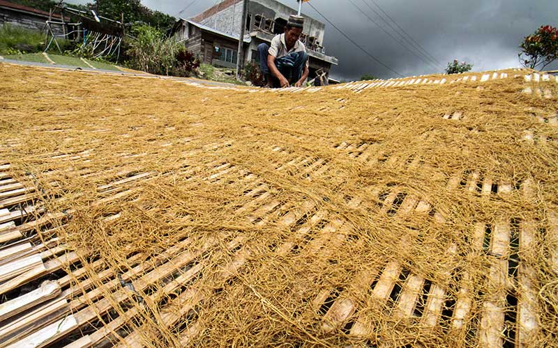  Harga Tembakau Iris di Aceh Tembus Rp250.000 Per Kilogram