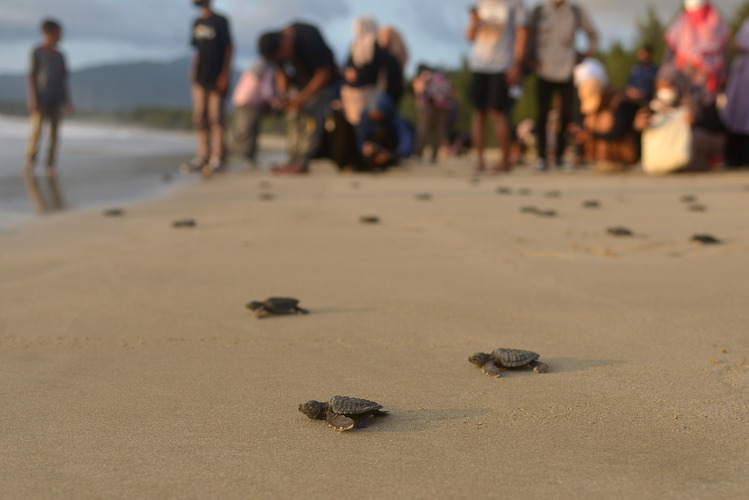  Pelepasan Tukik Lekang Di Pantai Wisata Aceh